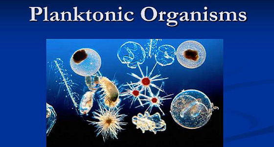 Nordic Innovators has been the trusted advisor of Planktonic since 2015 and secured many wins from Eurostars and other programmes